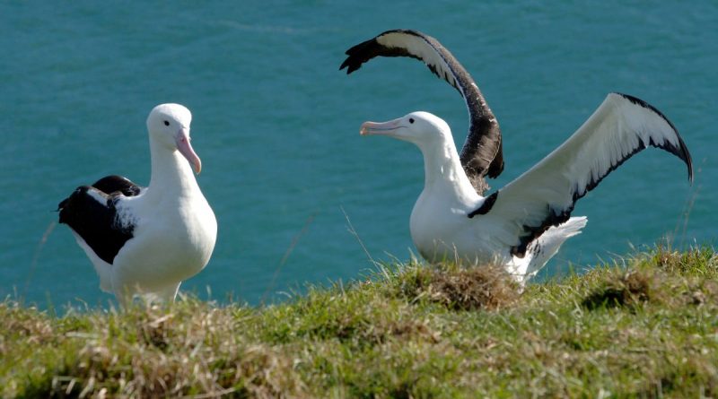 Neuseeland Rundreise albatrosse
