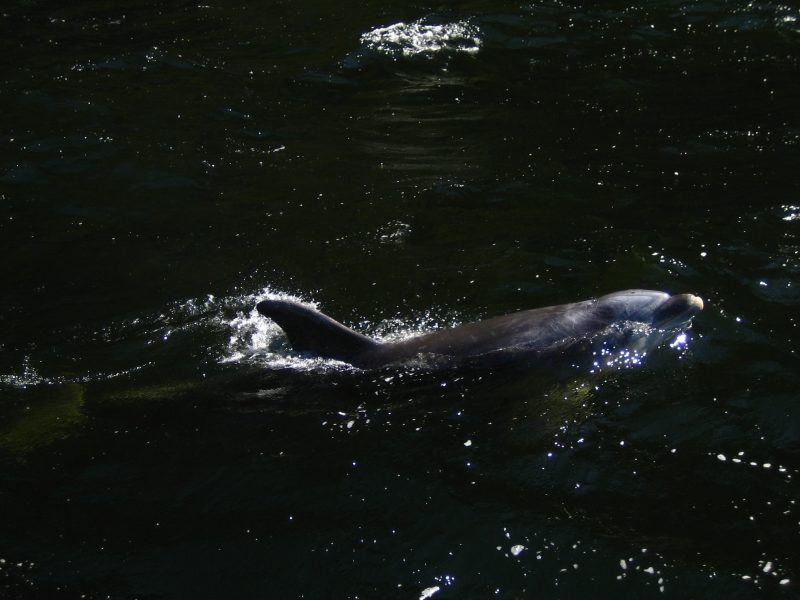 Neuseeland Rundreise Delfin