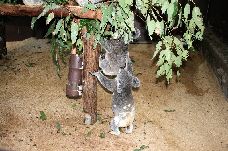 Brisbane Tipps Lone Pine Koala Sanctuary Kindergarten
